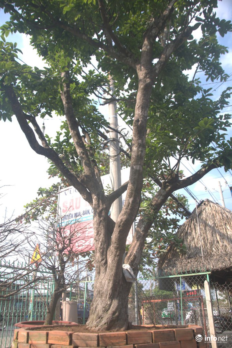 Chiêm ngưỡng 2 cây mai cổ thụ giá hơn 100 tấn thóc ở Sài Gòn - ảnh 1