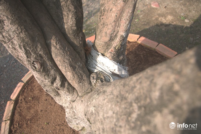 Chiêm ngưỡng 2 cây mai cổ thụ giá hơn 100 tấn thóc ở Sài Gòn - ảnh 2