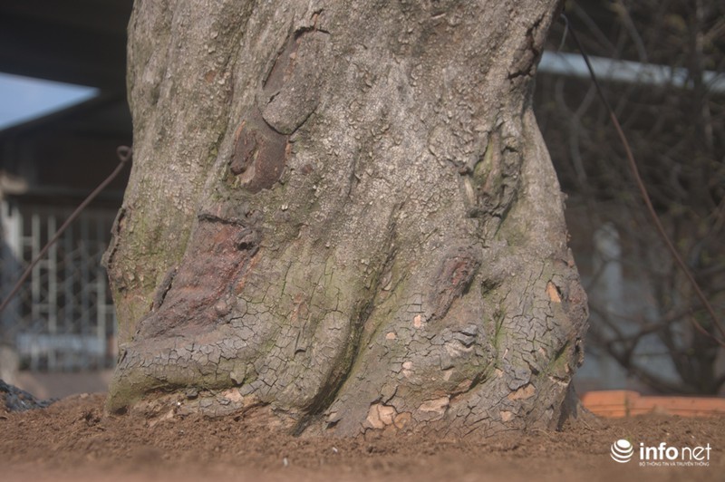 Chiêm ngưỡng 2 cây mai cổ thụ giá hơn 100 tấn thóc ở Sài Gòn - ảnh 3