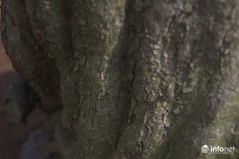 Chiêm ngưỡng 2 cây mai cổ thụ giá hơn 100 tấn thóc ở Sài Gòn - ảnh 5