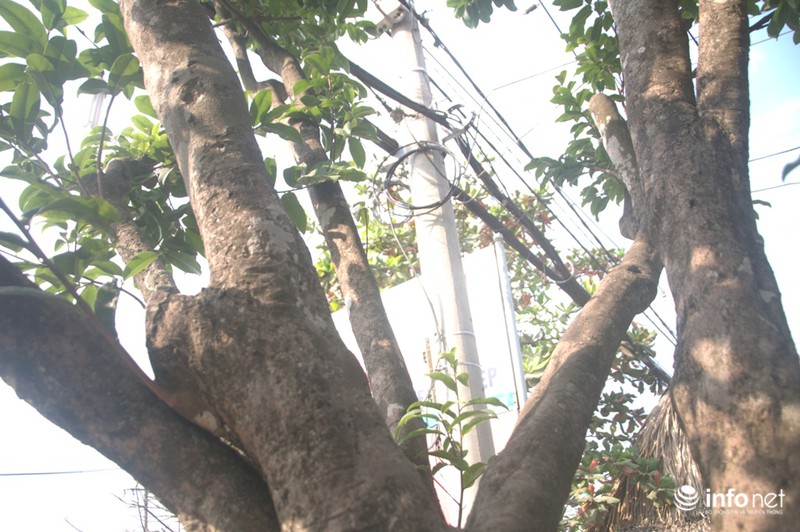 Chiêm ngưỡng 2 cây mai cổ thụ giá hơn 100 tấn thóc ở Sài Gòn - ảnh 4