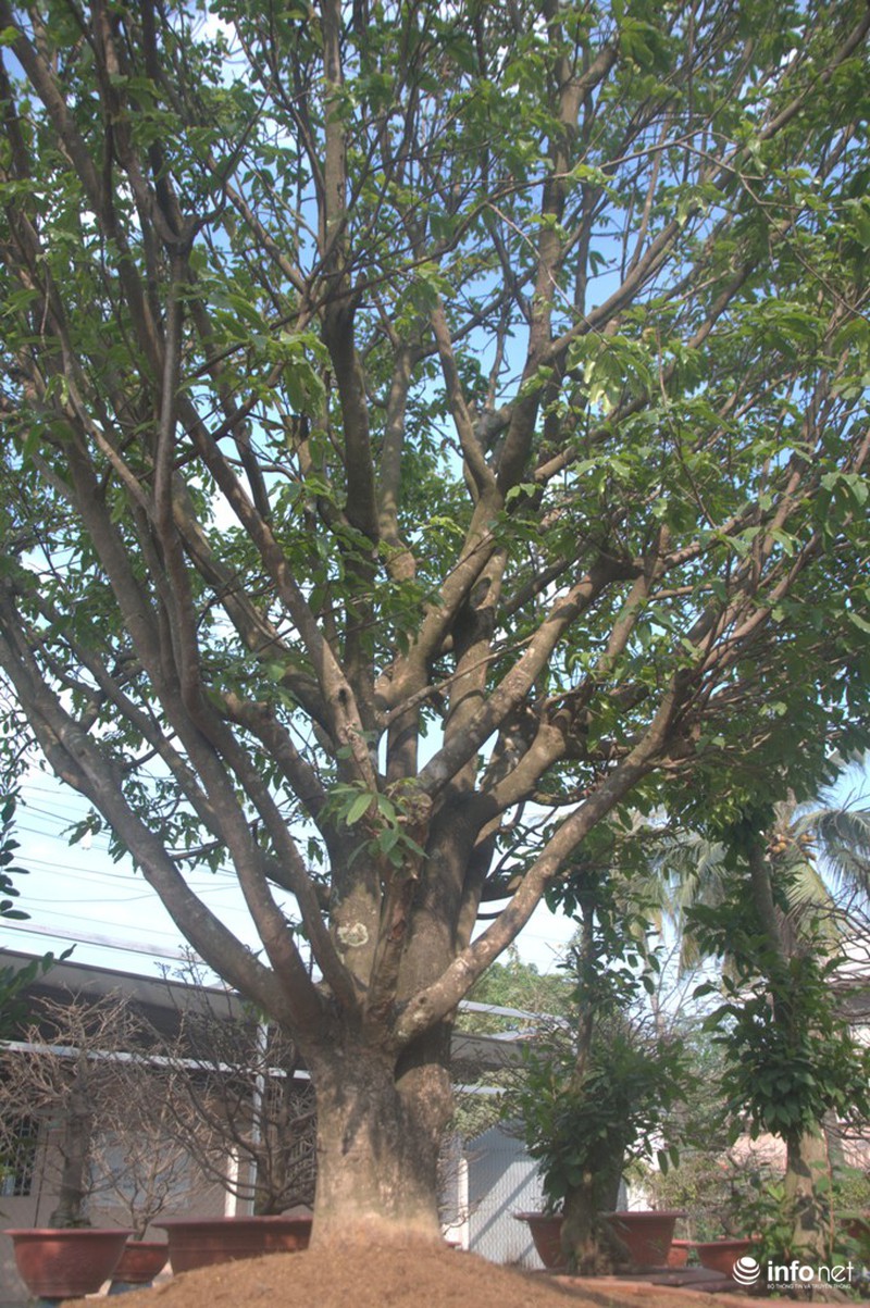 Chiêm ngưỡng 2 cây mai cổ thụ giá hơn 100 tấn thóc ở Sài Gòn - ảnh 6