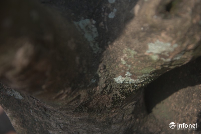 Chiêm ngưỡng 2 cây mai cổ thụ giá hơn 100 tấn thóc ở Sài Gòn - ảnh 7