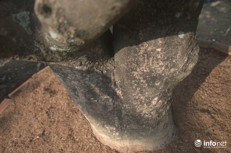 Chiêm ngưỡng 2 cây mai cổ thụ giá hơn 100 tấn thóc ở Sài Gòn - ảnh 8