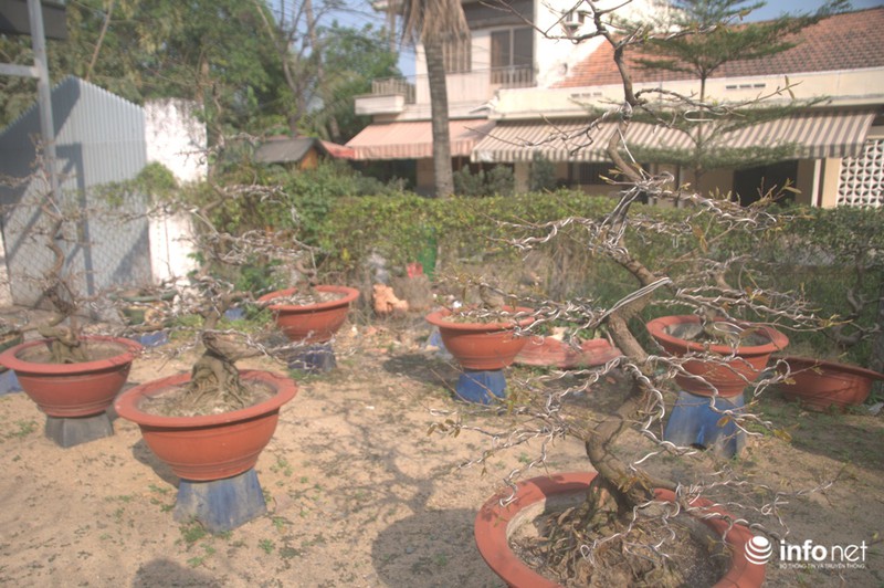 Chiêm ngưỡng 2 cây mai cổ thụ giá hơn 100 tấn thóc ở Sài Gòn - ảnh 10