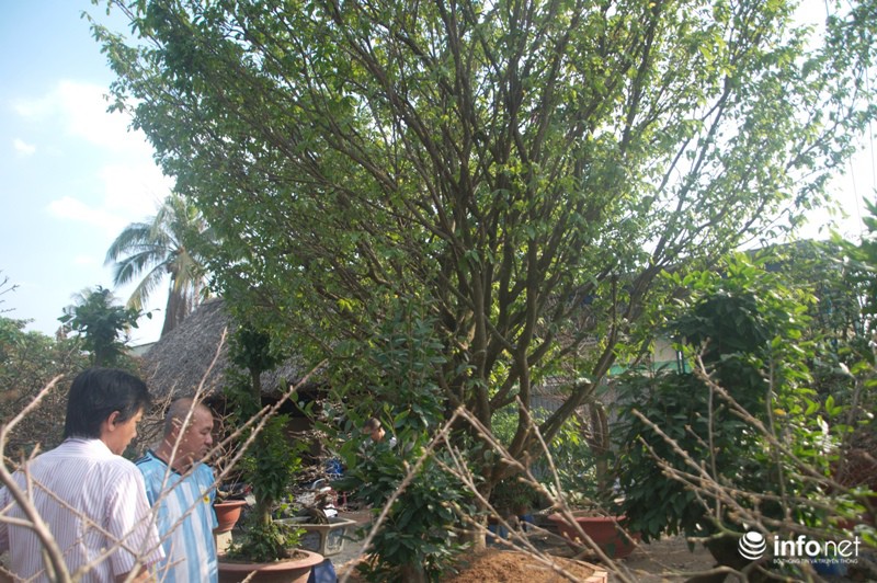 Chiêm ngưỡng 2 cây mai cổ thụ giá hơn 100 tấn thóc ở Sài Gòn - ảnh 9