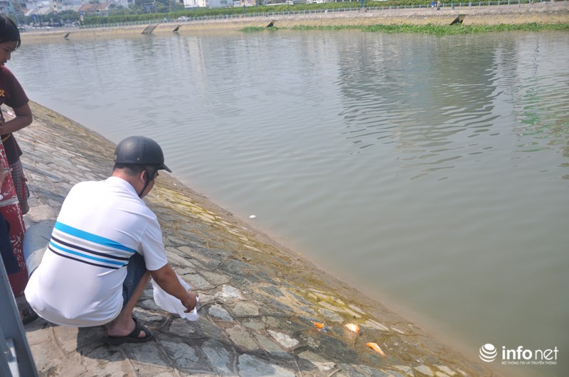 Hăm hở đi vợt lại cá chép cúng ông Táo - ảnh 5