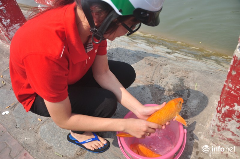 Hăm hở đi vợt lại cá chép cúng ông Táo - ảnh 1