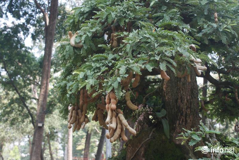 Cây me bạc tỷ
