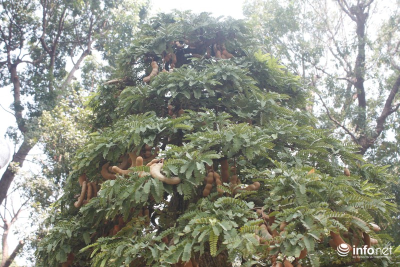 Cây me bạc tỷ