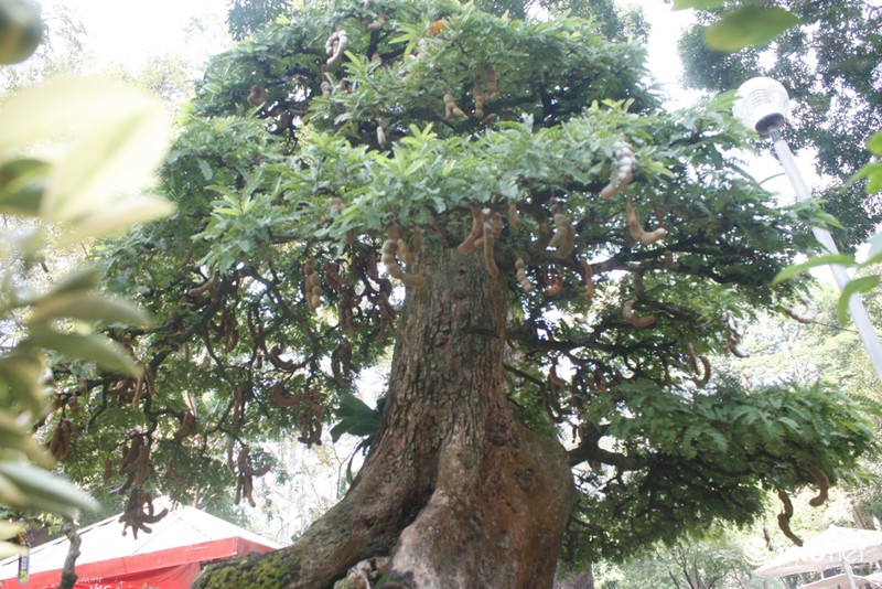 Cây me bạc tỷ