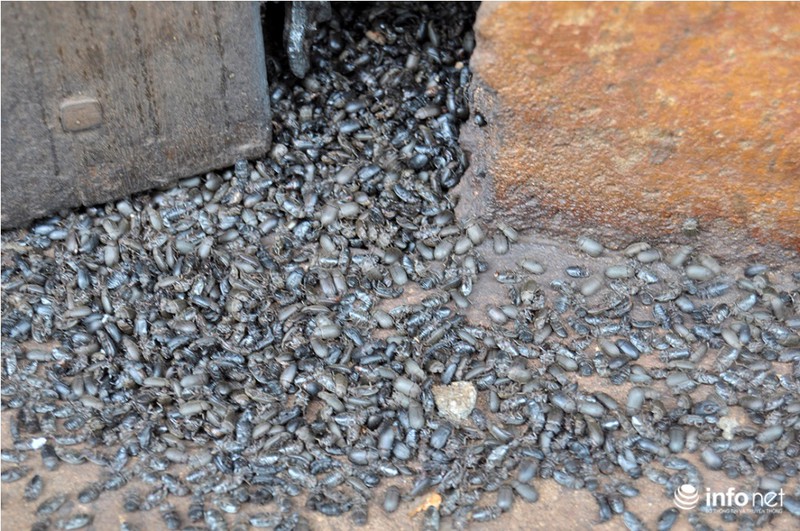 Bọ đậu đen vào nhà làm tổ, người dân ra chuồng heo ngủ để lánh nạn - ảnh 3