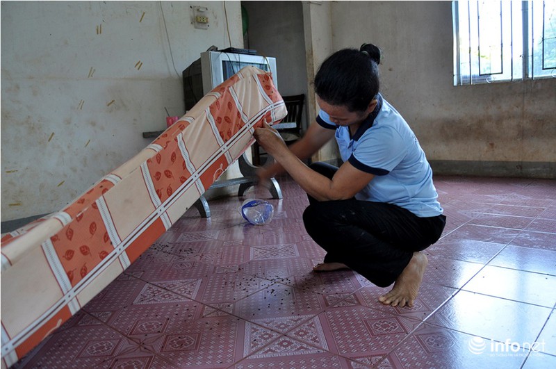 Bọ đậu đen vào nhà làm tổ, người dân ra chuồng heo ngủ để lánh nạn - ảnh 5