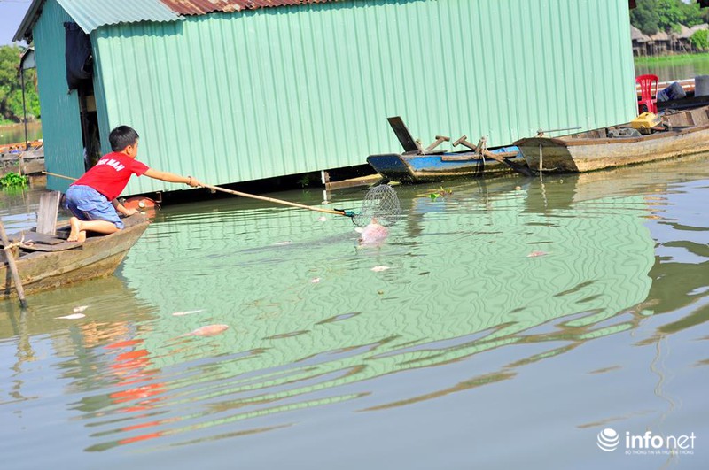 Đồng Nai: Cá chết kín sông, dân xót xa bán 2.000đồng/kg - ảnh 3