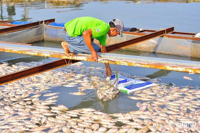 Đồng Nai: Cá chết kín sông, dân xót xa bán 2.000đồng/kg - ảnh 2