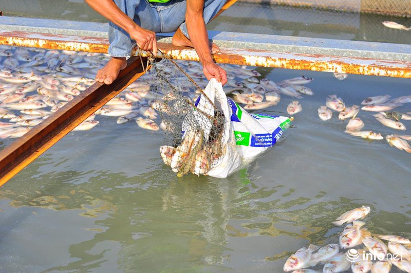 Đồng Nai: Cá chết kín sông, dân xót xa bán 2.000đồng/kg - ảnh 6