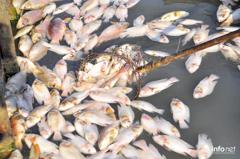 Đồng Nai: Cá chết kín sông, dân xót xa bán 2.000đồng/kg - ảnh 7