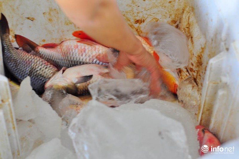 Đồng Nai: Cá chết kín sông, dân xót xa bán 2.000đồng/kg - ảnh 8