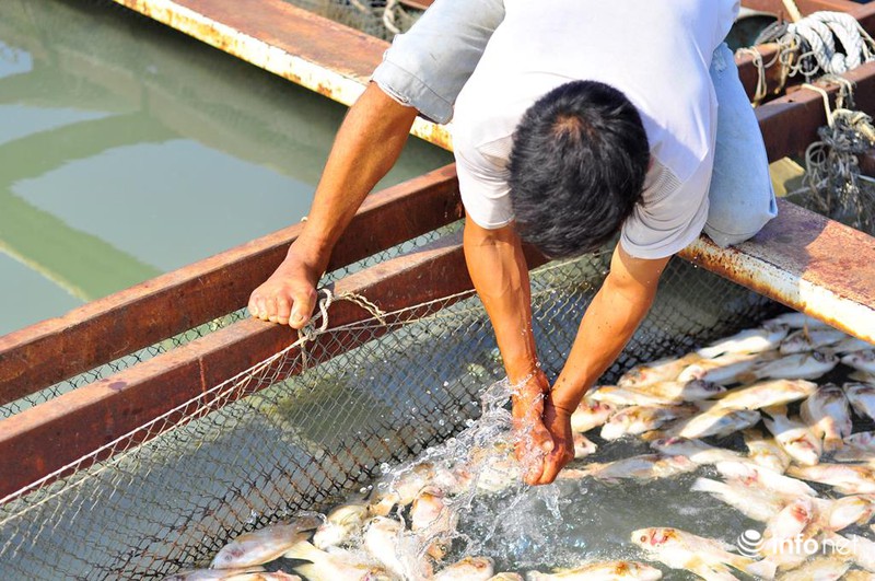 Đồng Nai: Cá chết kín sông, dân xót xa bán 2.000đồng/kg - ảnh 4