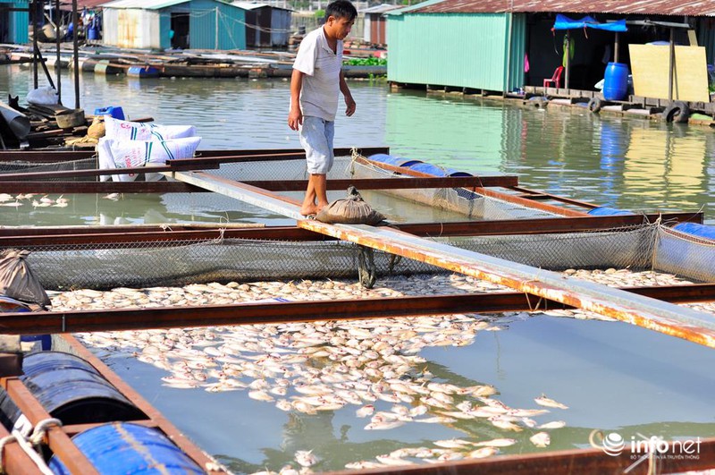 Đồng Nai: Cá chết kín sông, dân xót xa bán 2.000đồng/kg - ảnh 5
