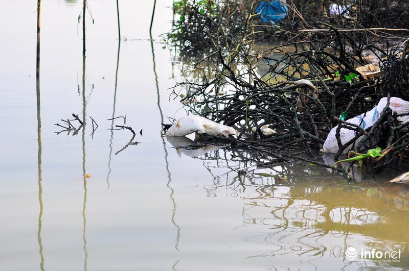 Đồng Nai: Cá chết kín sông, dân xót xa bán 2.000đồng/kg - ảnh 11