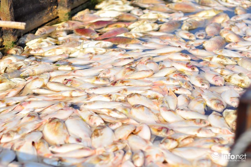 Đồng Nai: Cá chết kín sông, dân xót xa bán 2.000đồng/kg - ảnh 1