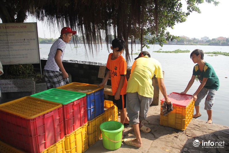 Người dân thuê thuyền thả cả thùng cá chép xuống giữa sông Sài Gòn - ảnh 4