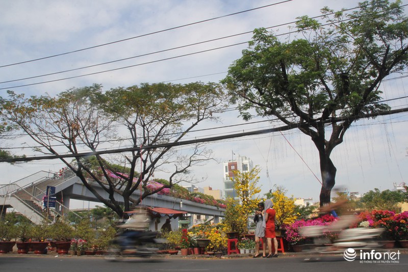 Người Sài Gòn sắm tết tại chợ hoa độc nhất vô nhị
