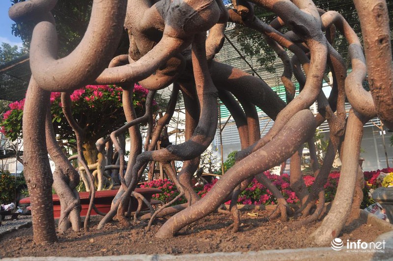 Ngắm những cây kiểng độc, lạ hút khách tại hội hoa Tết Sài Gòn - ảnh 2