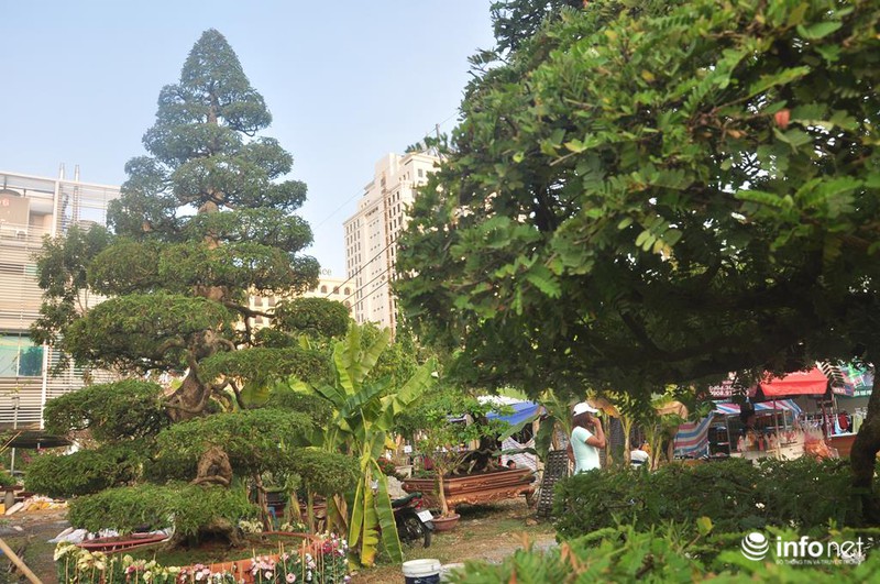 Ngắm những cây kiểng độc, lạ hút khách tại hội hoa Tết Sài Gòn - ảnh 1