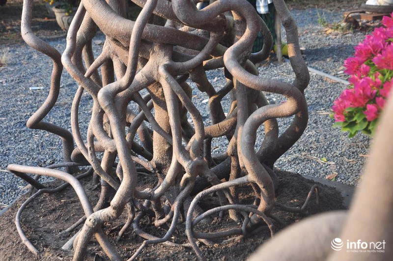 Ngắm những cây kiểng độc, lạ hút khách tại hội hoa Tết Sài Gòn - ảnh 3