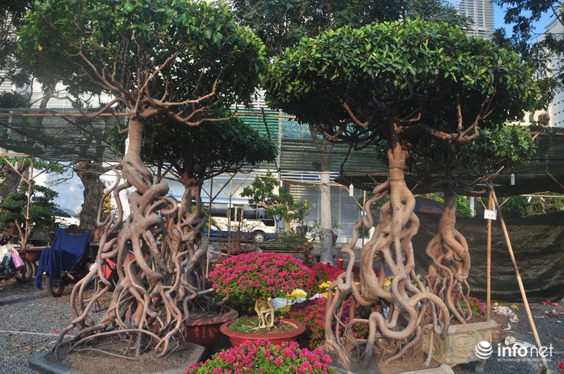 Ngắm những cây kiểng độc, lạ hút khách tại hội hoa Tết Sài Gòn - ảnh 4