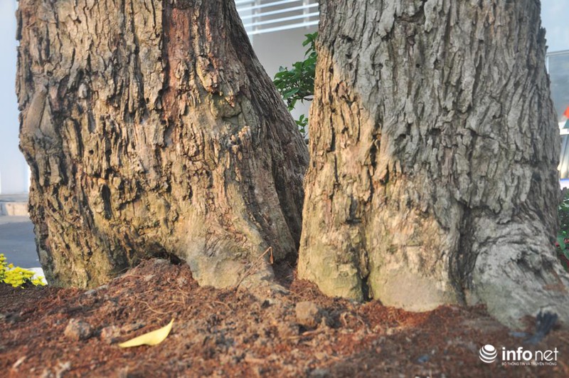 Ngắm những cây kiểng độc, lạ hút khách tại hội hoa Tết Sài Gòn - ảnh 5