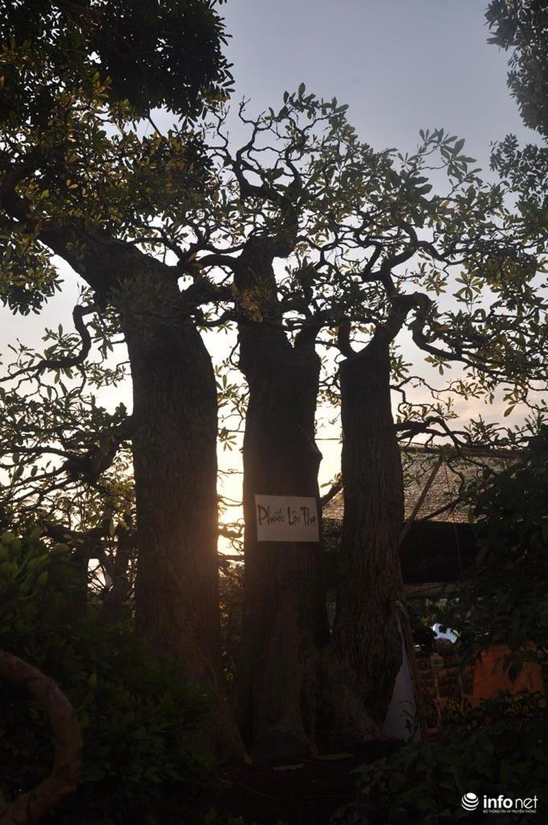 Ngắm những cây kiểng độc, lạ hút khách tại hội hoa Tết Sài Gòn - ảnh 6