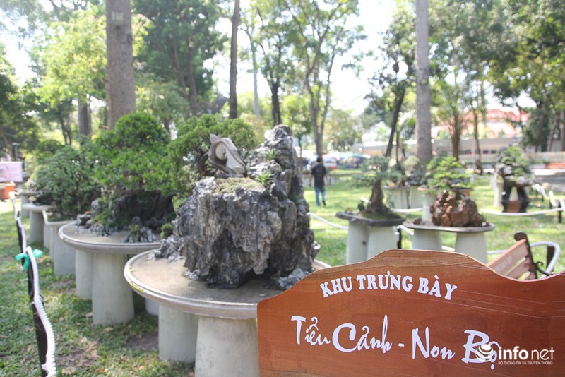 Ngắm những cây kiểng độc, lạ hút khách tại hội hoa Tết Sài Gòn - ảnh 19