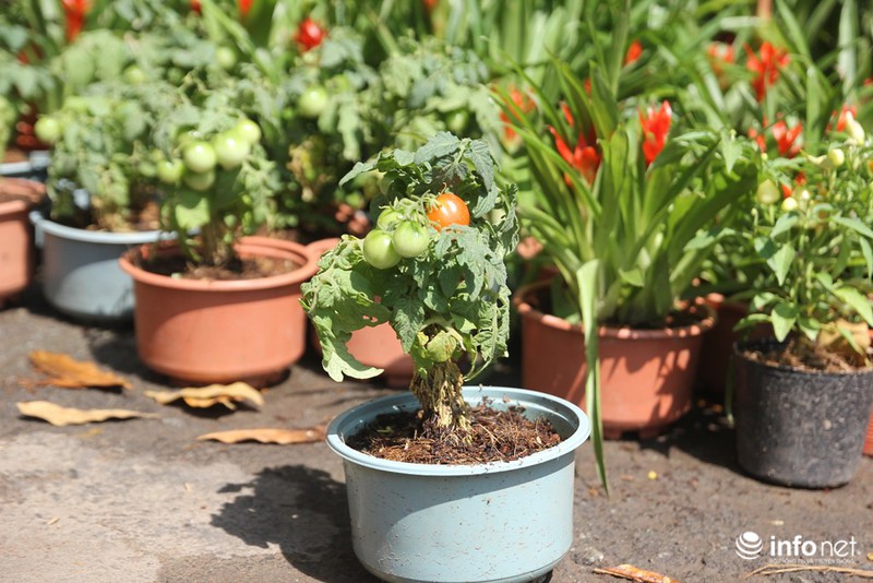 Ngắm những cây kiểng độc, lạ hút khách tại hội hoa Tết Sài Gòn - ảnh 9