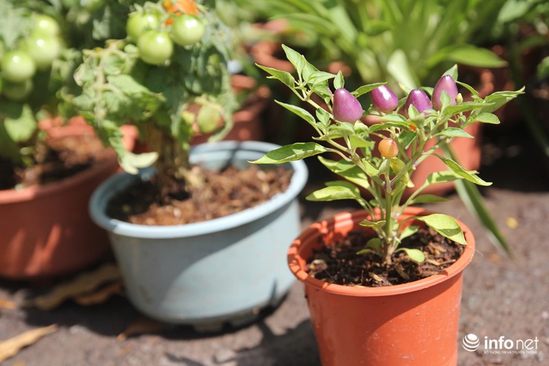 Ngắm những cây kiểng độc, lạ hút khách tại hội hoa Tết Sài Gòn - ảnh 10