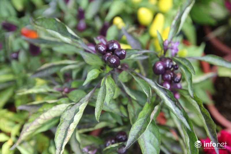 Ngắm những cây kiểng độc, lạ hút khách tại hội hoa Tết Sài Gòn - ảnh 11