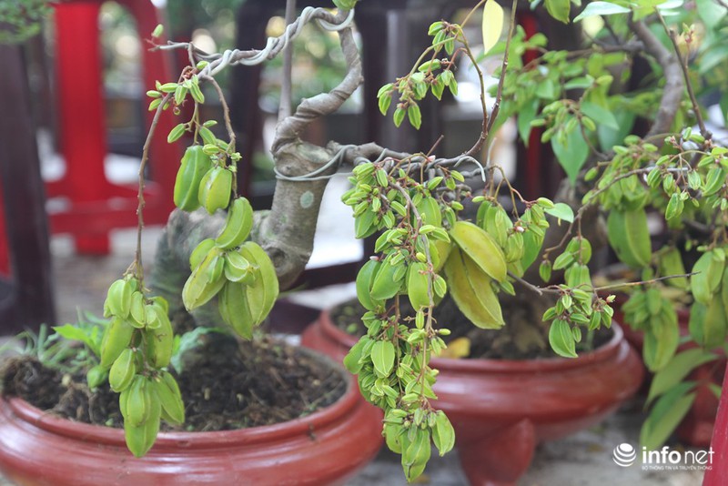 Ngắm những cây kiểng độc, lạ hút khách tại hội hoa Tết Sài Gòn - ảnh 12