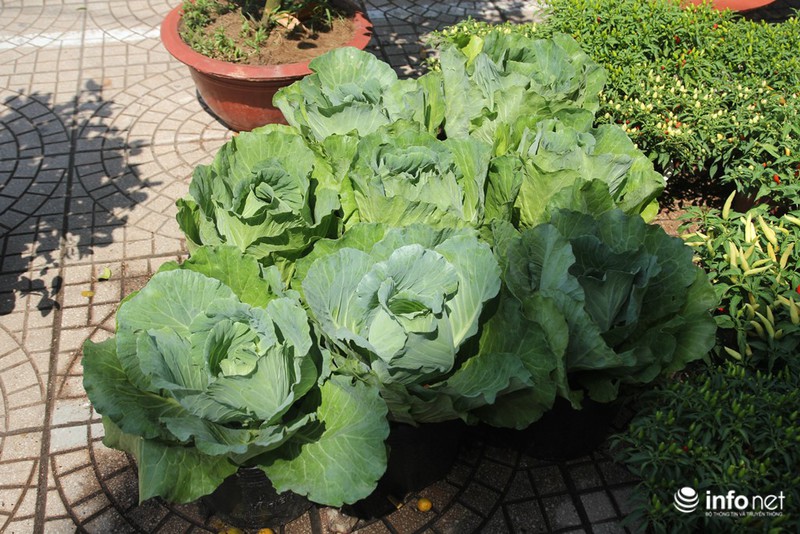 Ngắm những cây kiểng độc, lạ hút khách tại hội hoa Tết Sài Gòn - ảnh 14