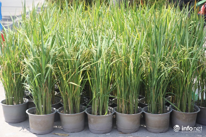 Ngắm những cây kiểng độc, lạ hút khách tại hội hoa Tết Sài Gòn - ảnh 15