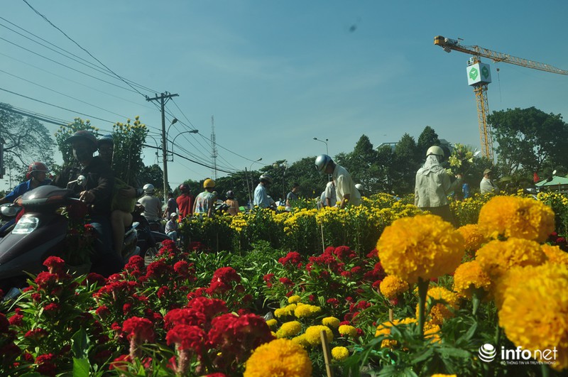 TP.HCM: Xả hàng ngày cuối cùng năm cũ, cây cảnh tết rẻ giật mình - ảnh 6