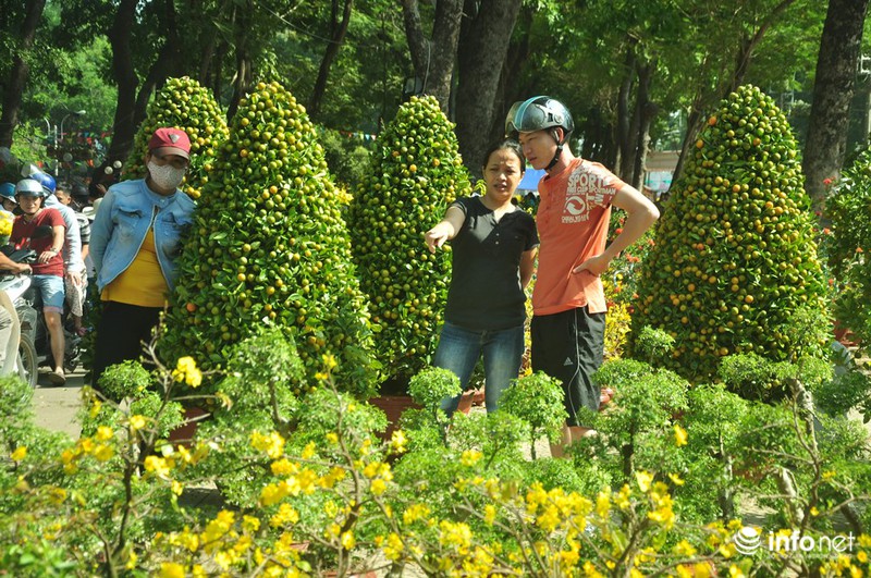 TP.HCM: Xả hàng ngày cuối cùng năm cũ, cây cảnh tết rẻ giật mình - ảnh 7