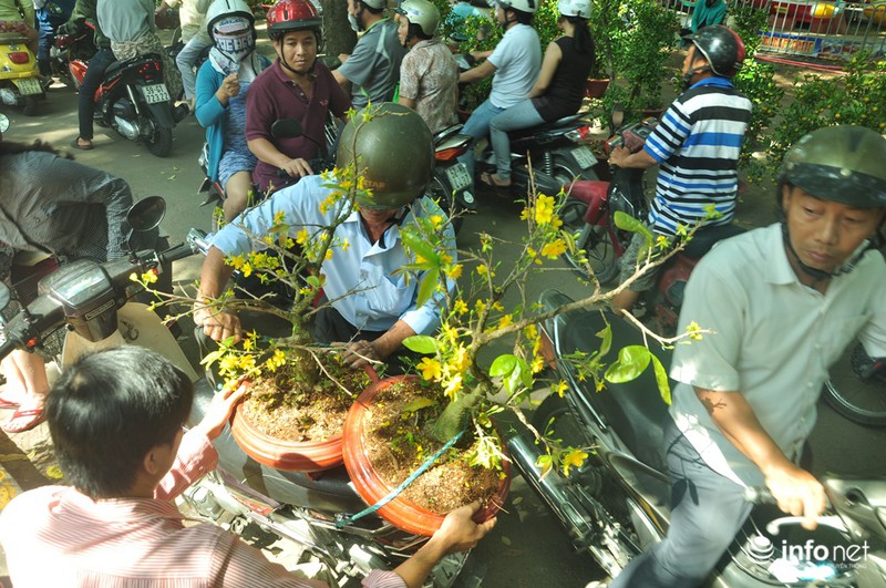 TP.HCM: Xả hàng ngày cuối cùng năm cũ, cây cảnh tết rẻ giật mình - ảnh 13
