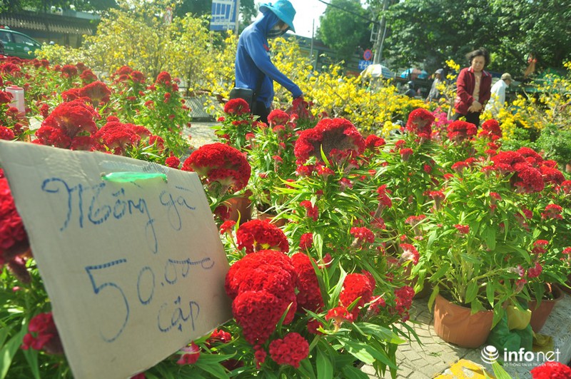 TP.HCM: Xả hàng ngày cuối cùng năm cũ, cây cảnh tết rẻ giật mình - ảnh 5