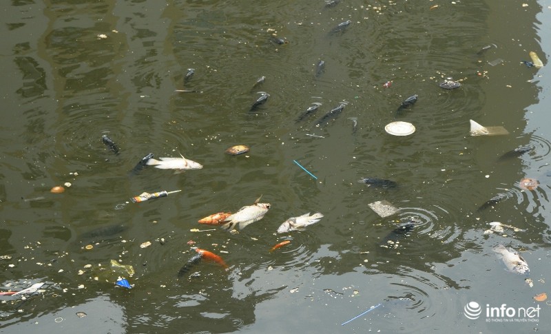 Cá chết nổi trắng kênh Nhiêu Lộc Thị Nghè do ô nhiễm nước cục bộ - ảnh 5