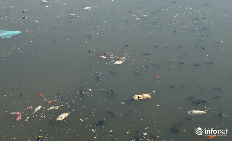 Cá chết nổi trắng kênh Nhiêu Lộc Thị Nghè do ô nhiễm nước cục bộ - ảnh 6