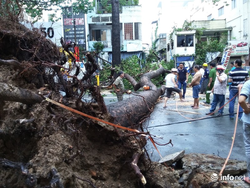 Mưa gió quật ngã cây cổ thụ đổ trúng 1 người và 5 xe máy,1 ô tô - ảnh 1