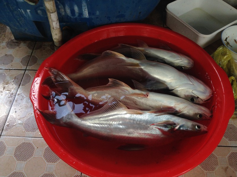 TP.HCM: Triều cường dâng vỡ đê bao, người dân thiệt hại cả tỷ đồng - ảnh 5