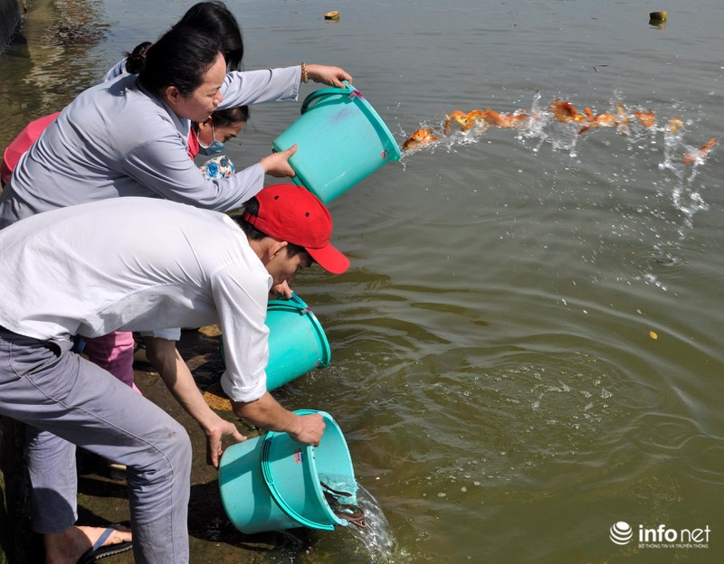 Người dân lội sông Sài Gòn cứu cá chép, tránh bị vợt, chích điện - ảnh 12